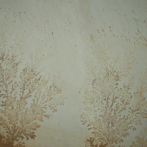 Mint Fossil Natural Sandstone
